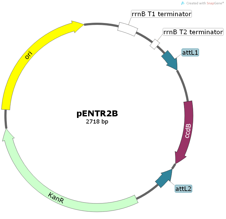 pENTR2B载体图谱