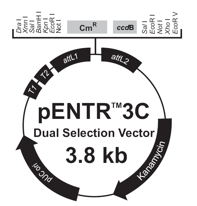 pENTR3C-Dual载体图谱