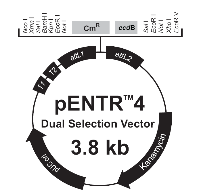 pENTR4-Dual载体图谱