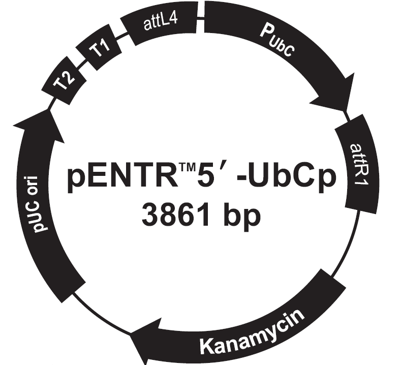 pENTR5-UbCp载体图谱