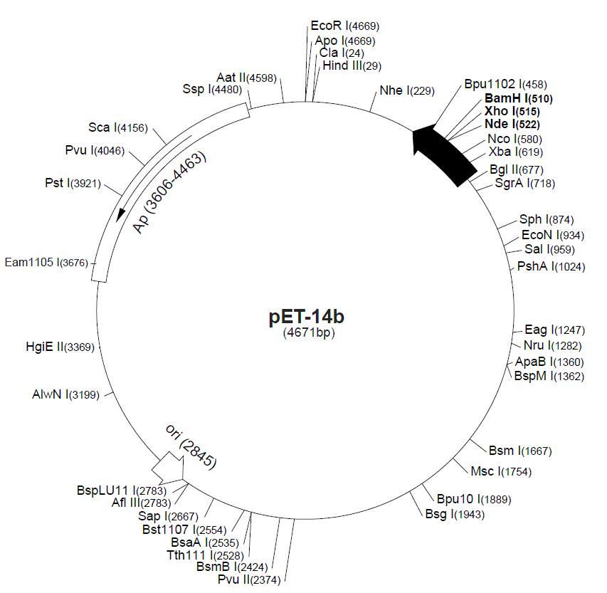 pET-14b载体图谱