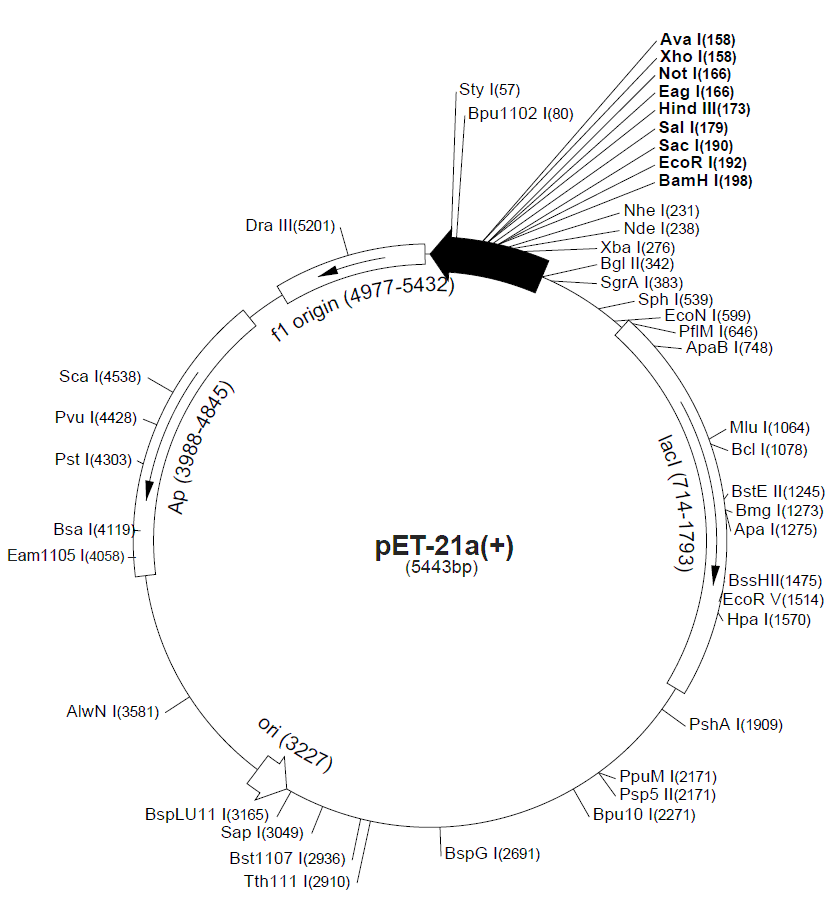 pET-21b载体图谱