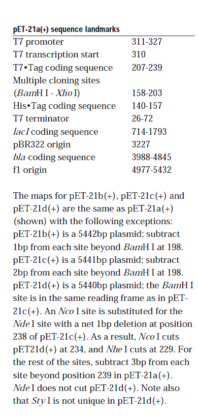 pET-21b载体特征