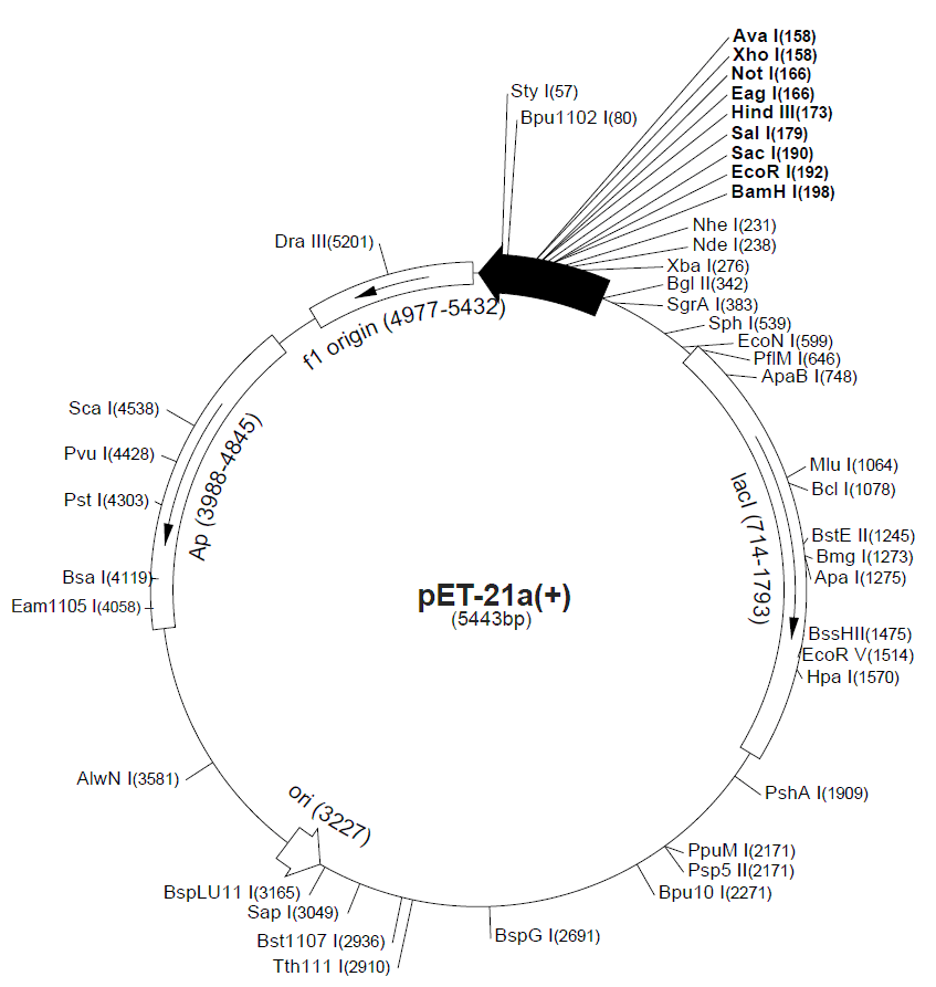 pET-21d载体图谱