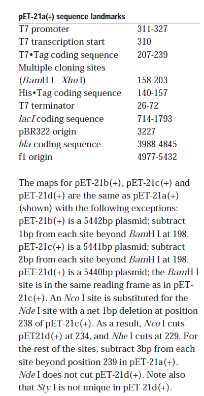 pET-21d载体特征