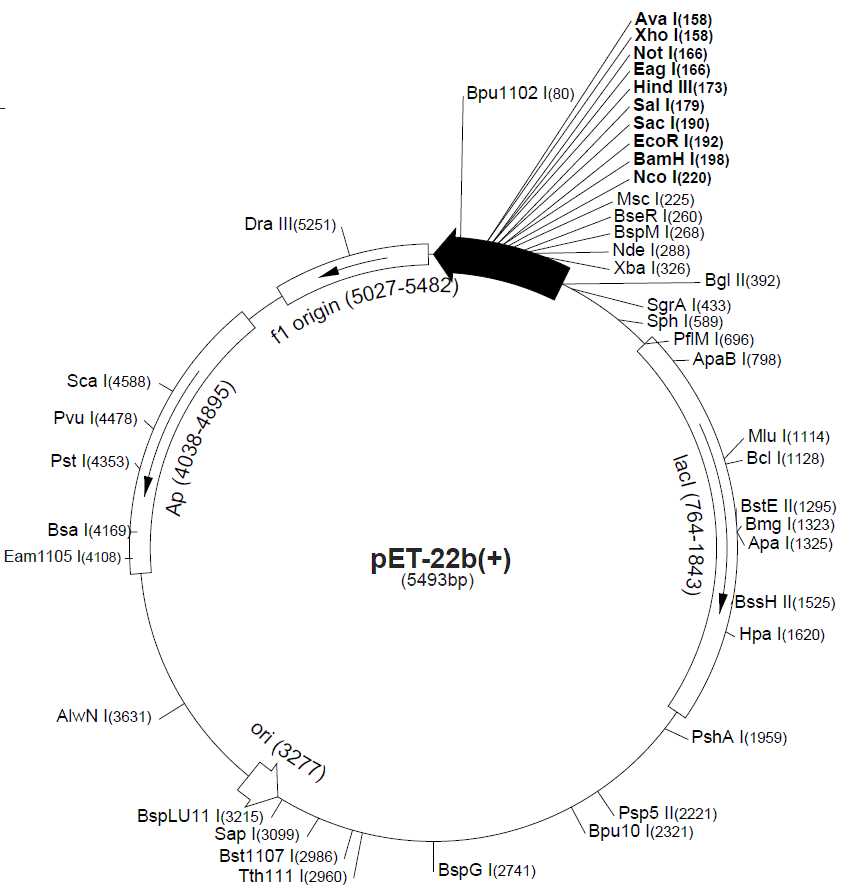 pET-22b载体图谱