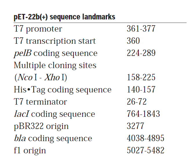 pET-22b载体特征