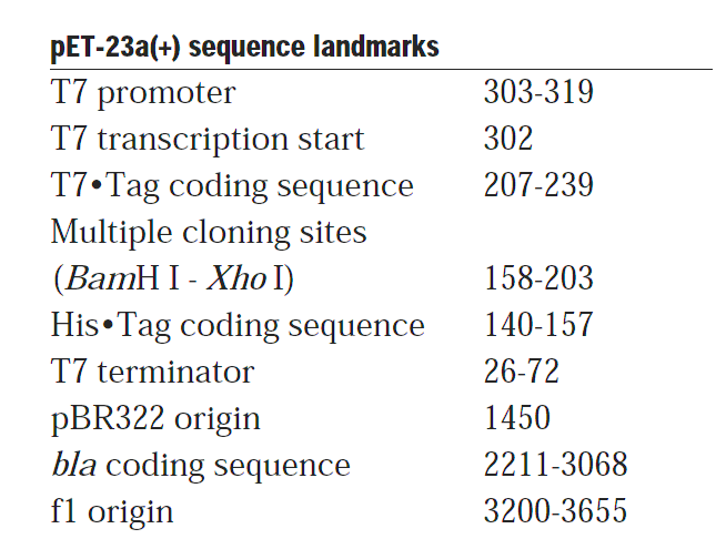 pET-23c 载体特征