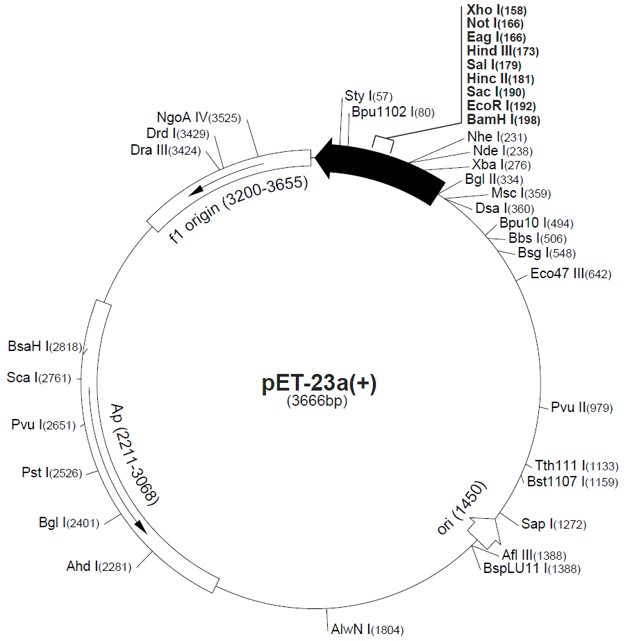 pET-23c 载体图谱