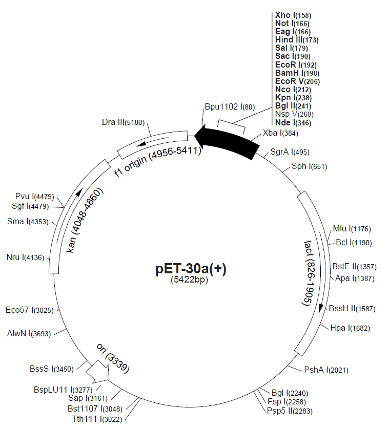 pET-30a载体图谱