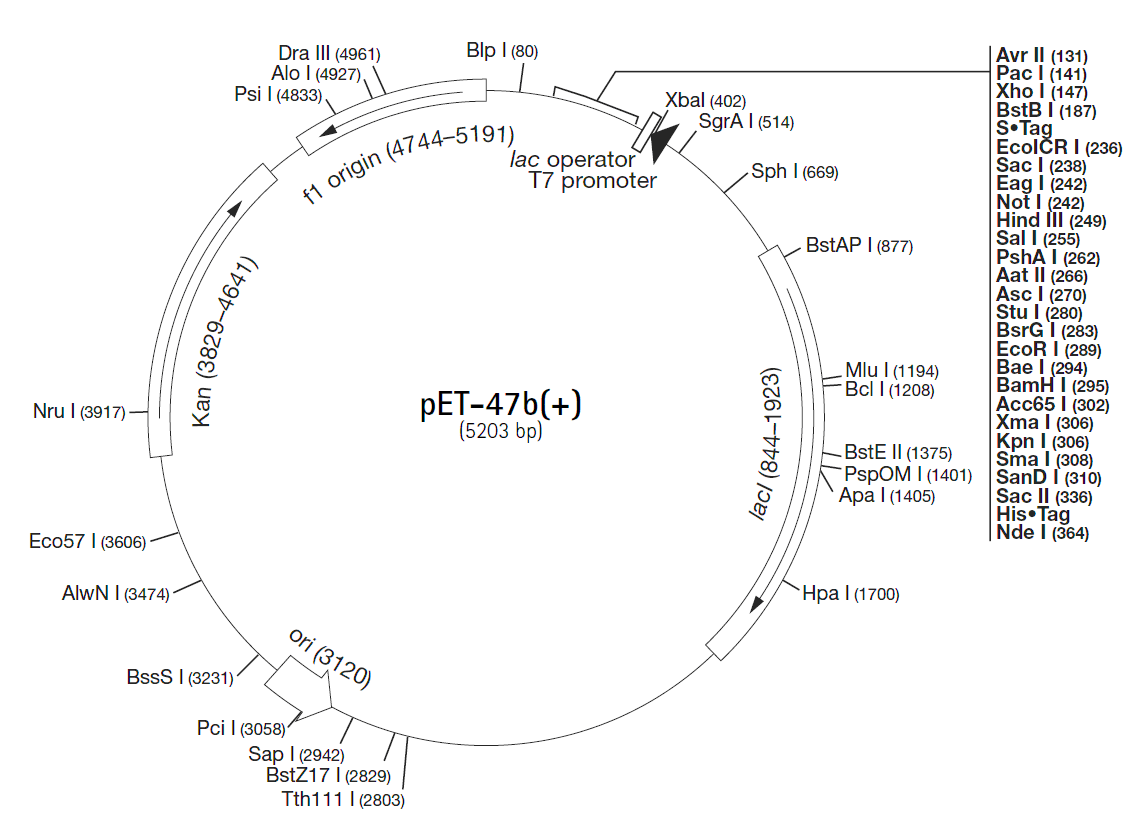 pET-47b载体图谱