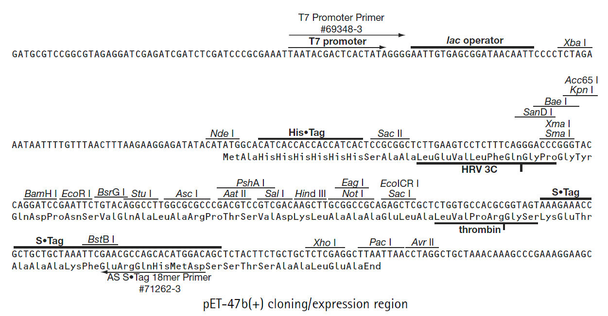 pET-47b多克隆位点