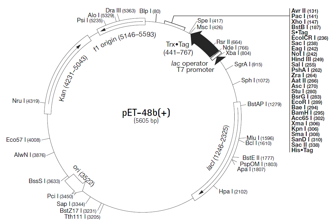 pET-48b载体图谱