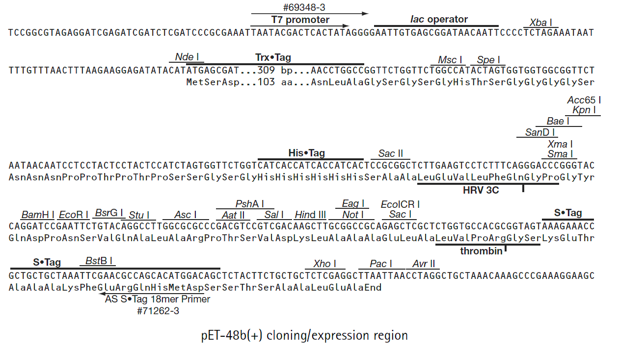 pET-48b多克隆位点