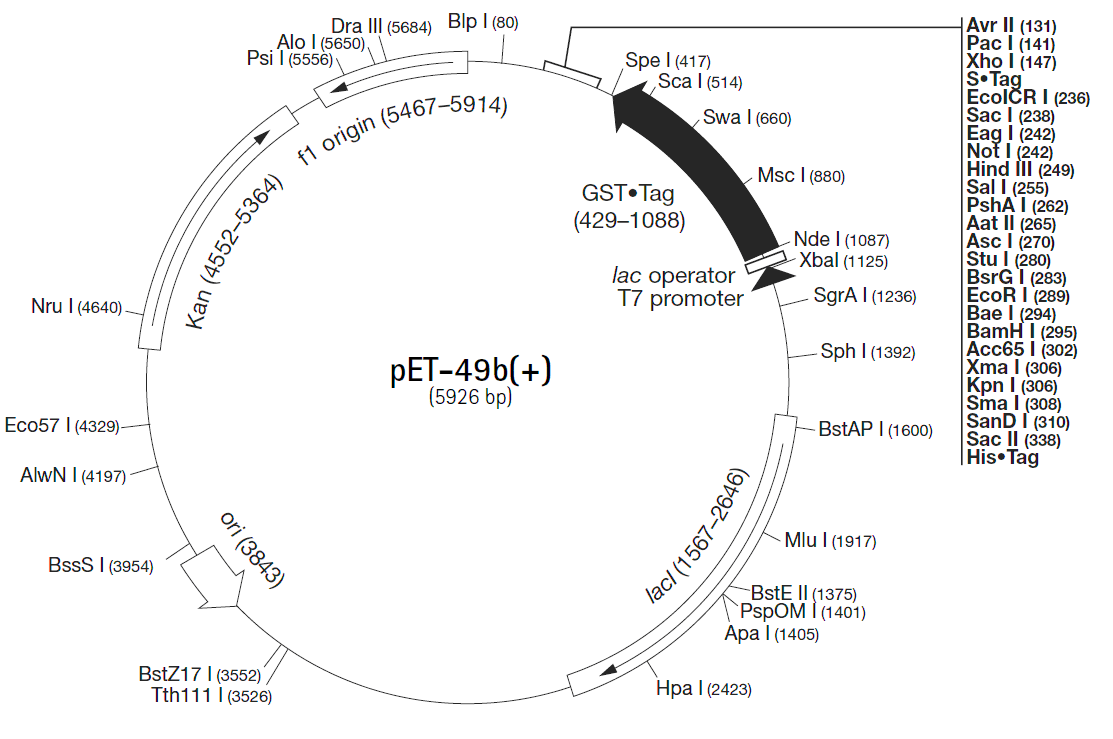 pET-49b载体图谱