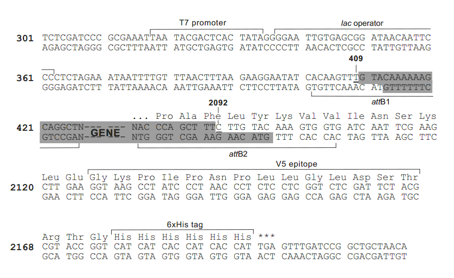 pET-DEST42多克隆位点