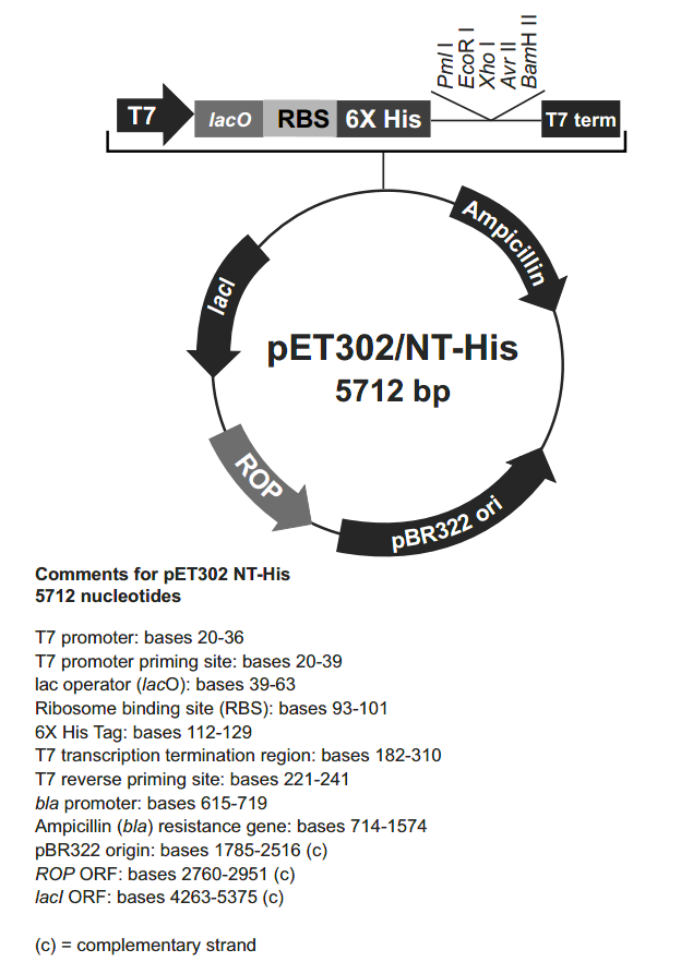 pET302-NT-His载体图谱