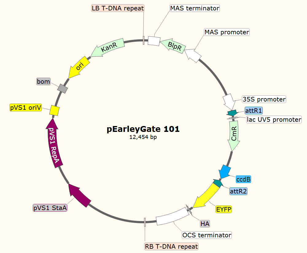 pEarleyGate101载体图谱