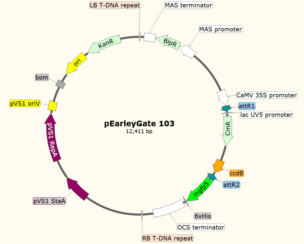 pEarleyGate103载体图谱