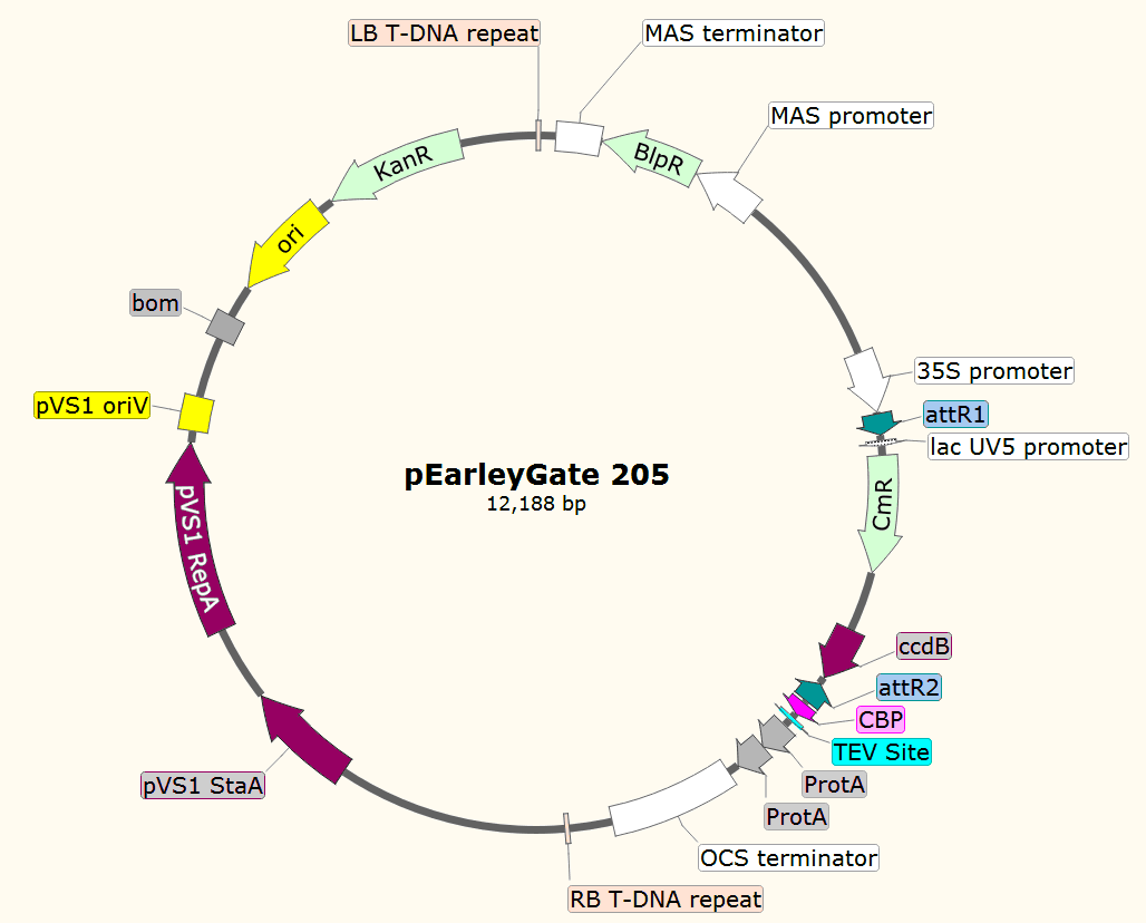 pEarleyGate205载体图谱