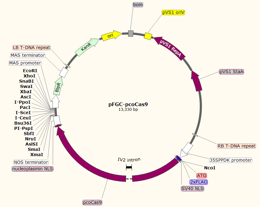 pFGC-pcoCas9载体图谱