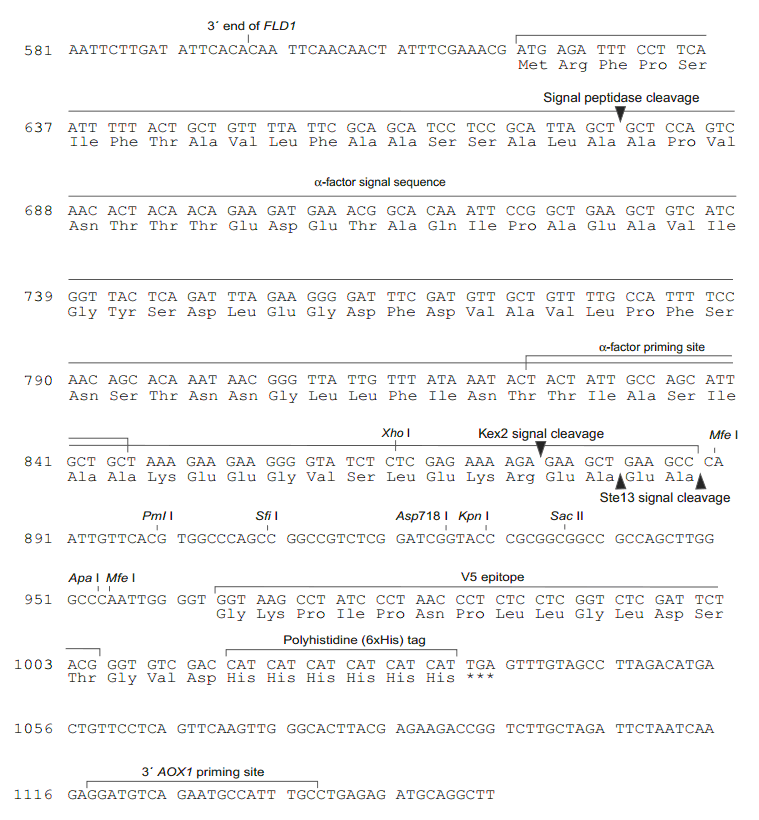 pFLDalpha多克隆位点