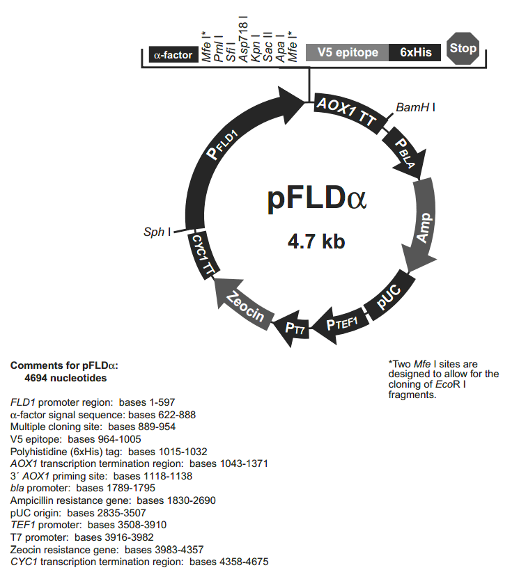 pFLDalpha载体图谱