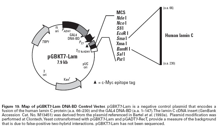 pGBKT7-Lam载体图谱