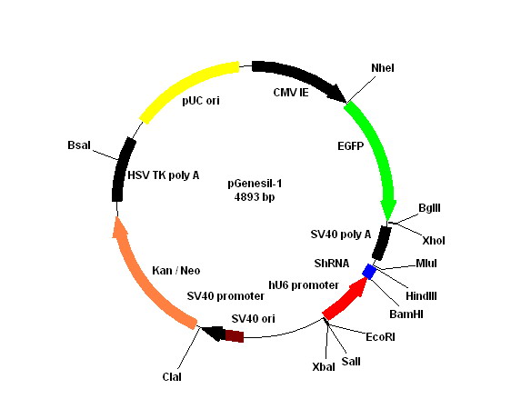 pGensil-1载体图谱