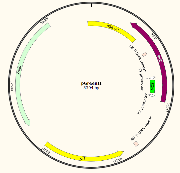 pGreenII载体图谱