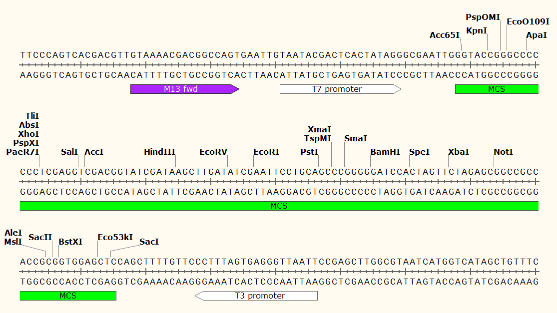 pGreenII0179 多克隆位点