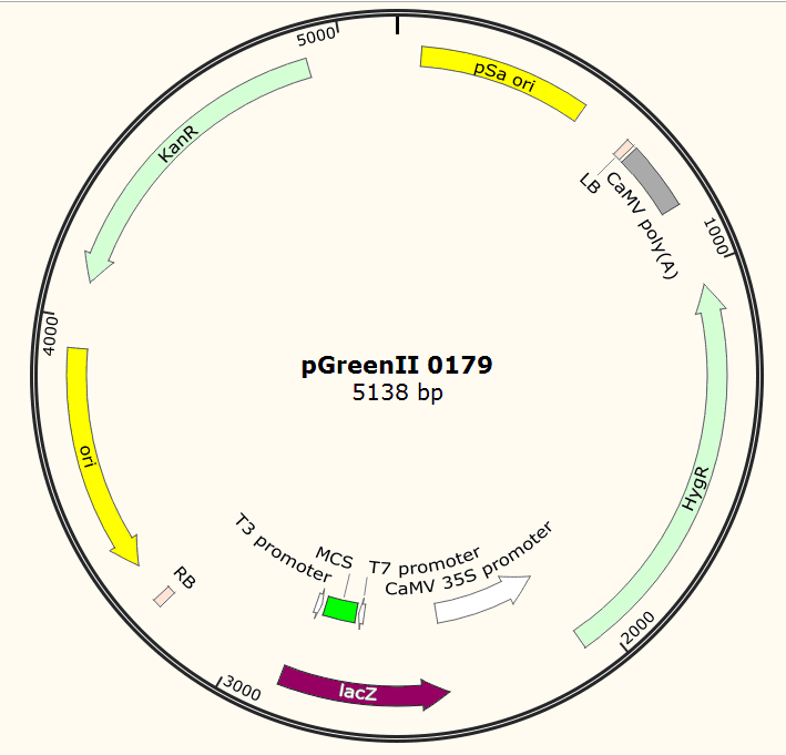 pGreenII0179载体图谱