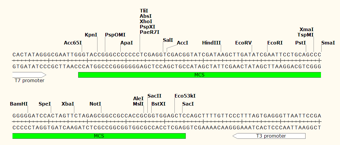 pGreenII0229 多克隆位点