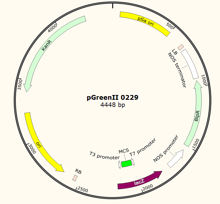 pGreenII0229载体图谱