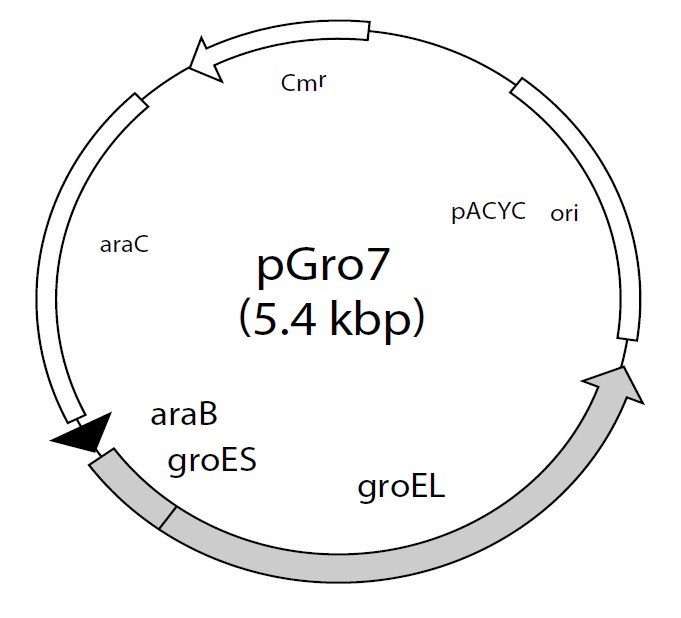 pGro7载体图谱