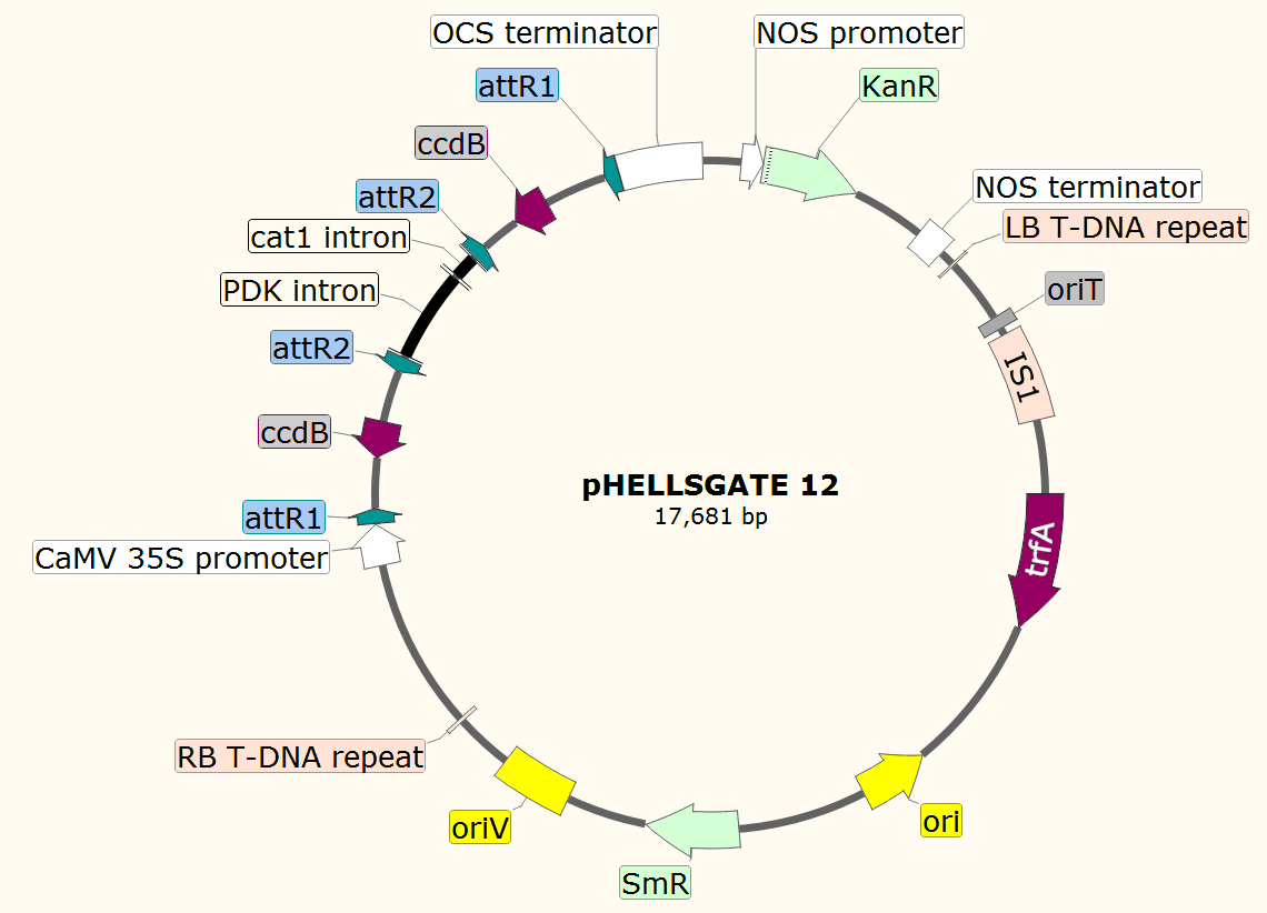 pHELLSGATE12载体图谱