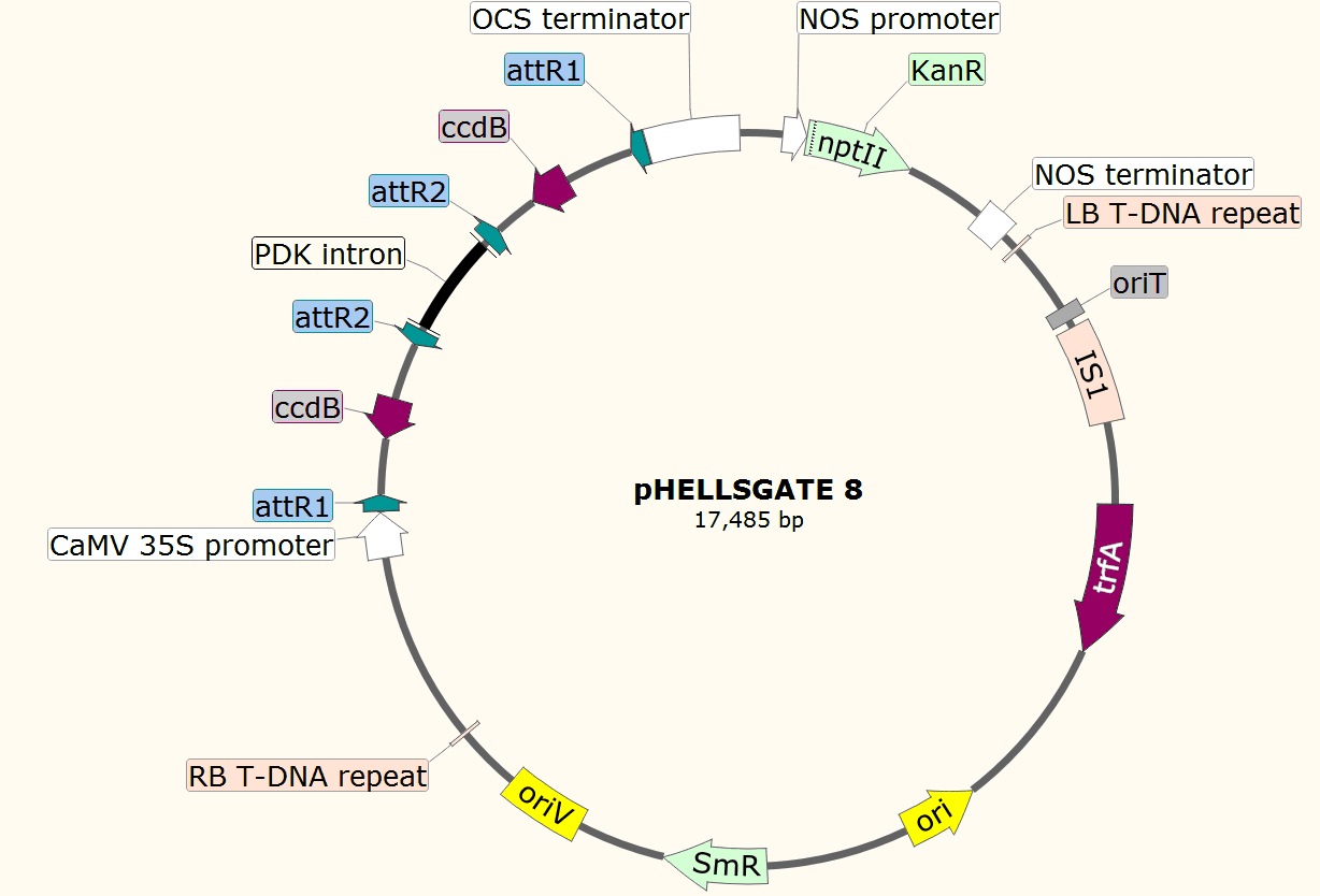 pHELLSGATE8载体图谱