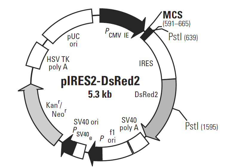 pIRES2-DsRed2载体图谱