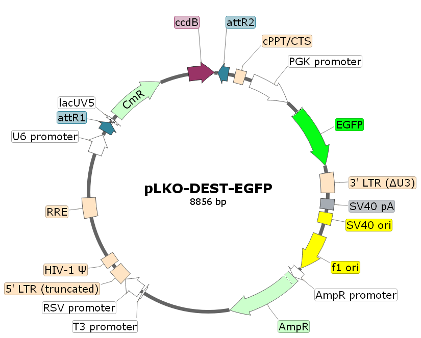 pLKO-DEST-EGFP载体图谱