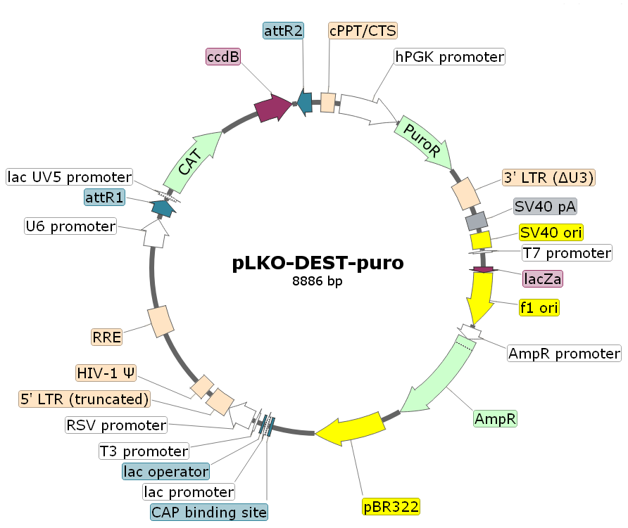 pLKO-DEST-puro载体图谱