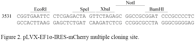 pLVX-EF1α-IRES-mCherry多克隆位点