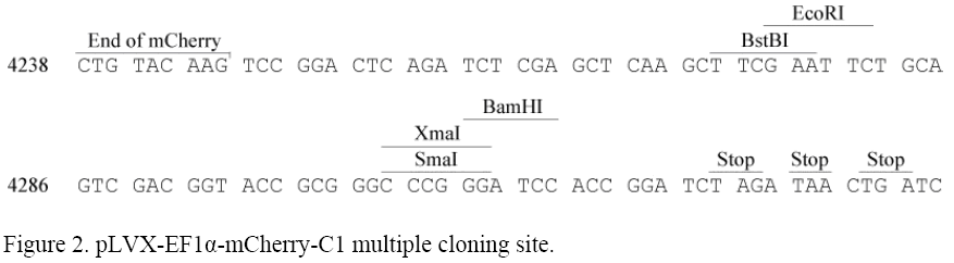 pLVX-EF1α-mCherry-C1多克隆位点
