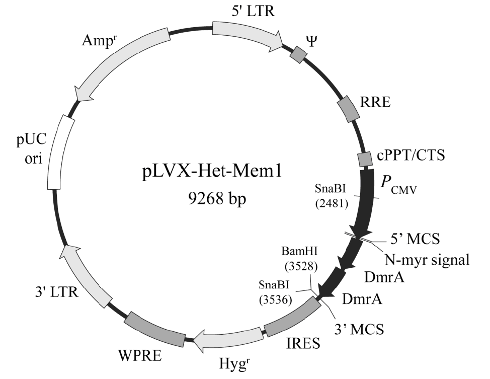 pLVX-Het-Mem1载体图谱