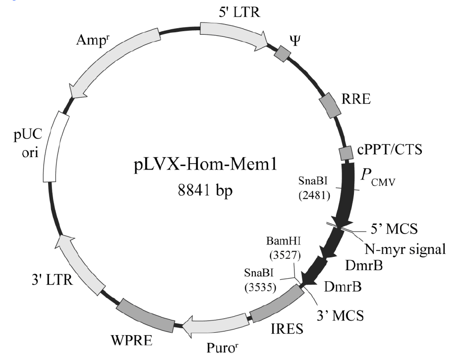 pLVX-Hom-Mem1载体图谱