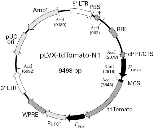 pLVX-tdTomato-N1载体图谱