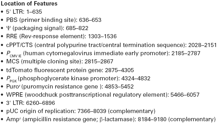 pLVX-tdTomato-N1载体特征