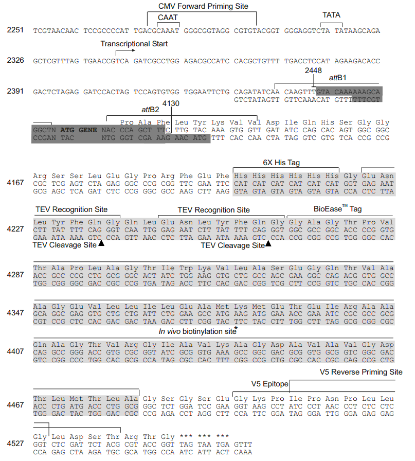 pLenti6-capTEV-CT-DEST多克隆位点