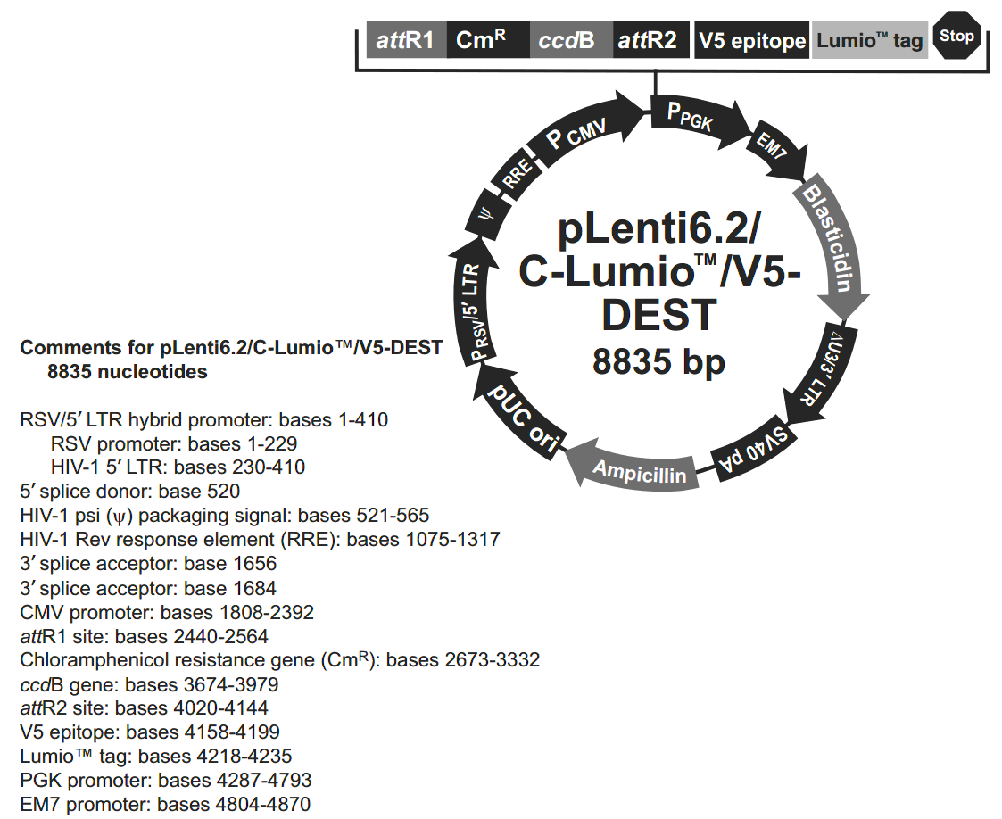 pLenti6.2-C-Lumio-V5-DEST 载体图谱