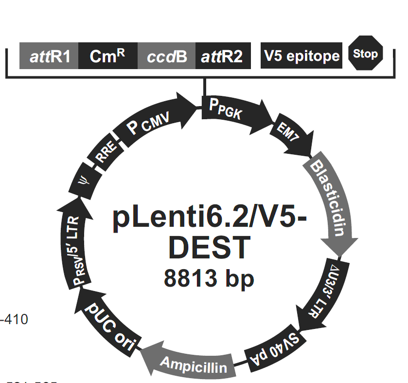 pLenti6.2-V5-DEST载体图谱