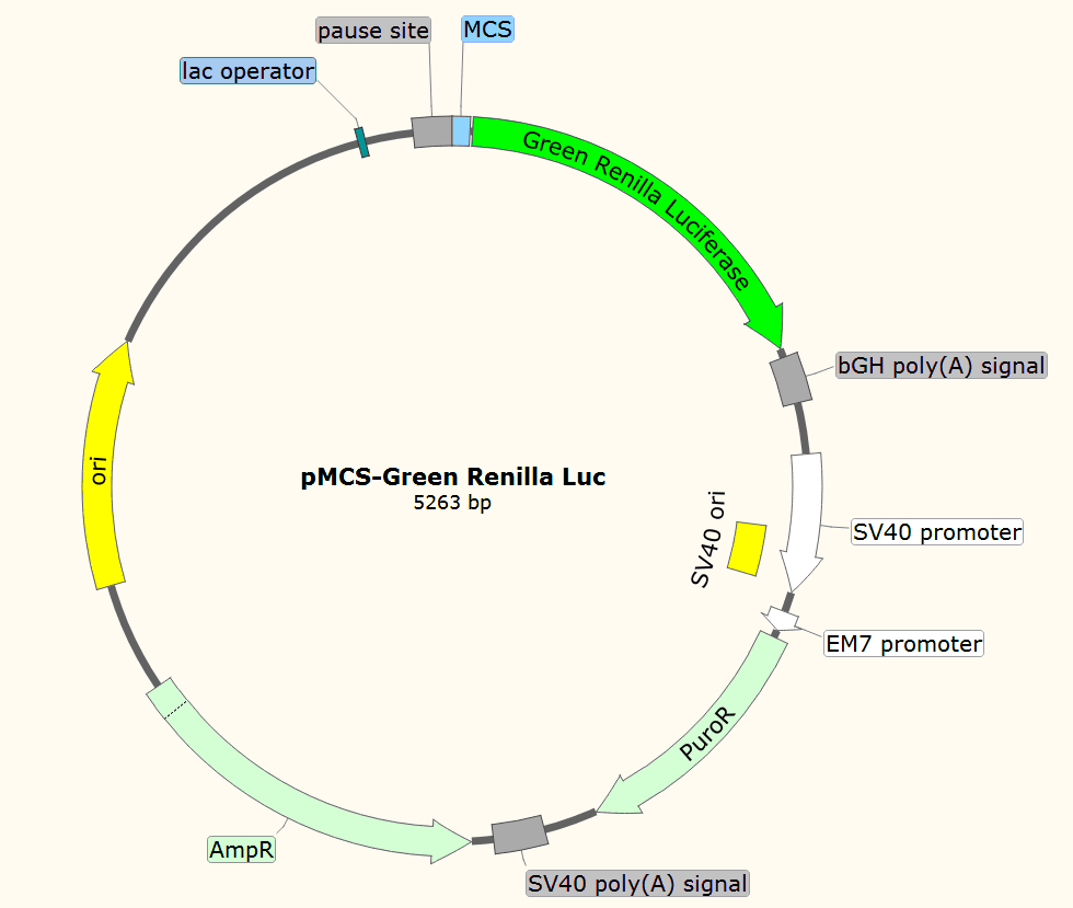 pMCS-Green-Renilla-Luc载体图谱